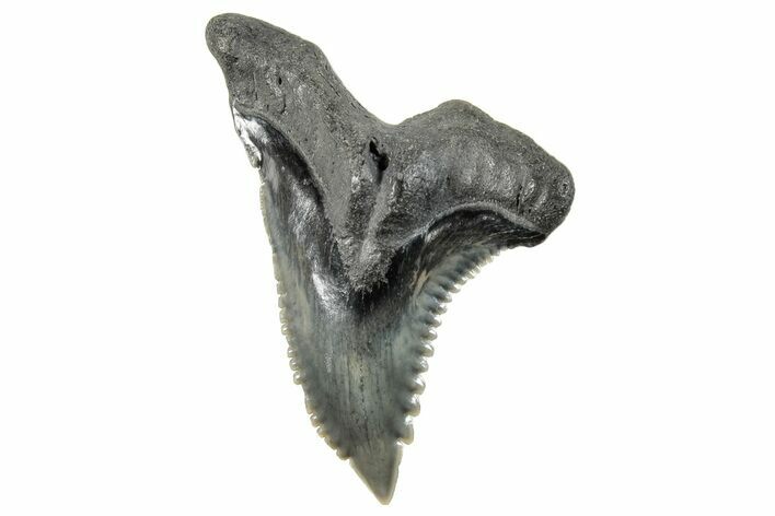 Snaggletooth Shark (Hemipristis) Tooth - South Carolina #270036